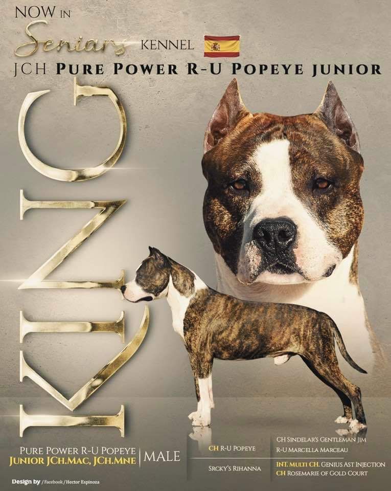 CH. pure power R-u popeye junior