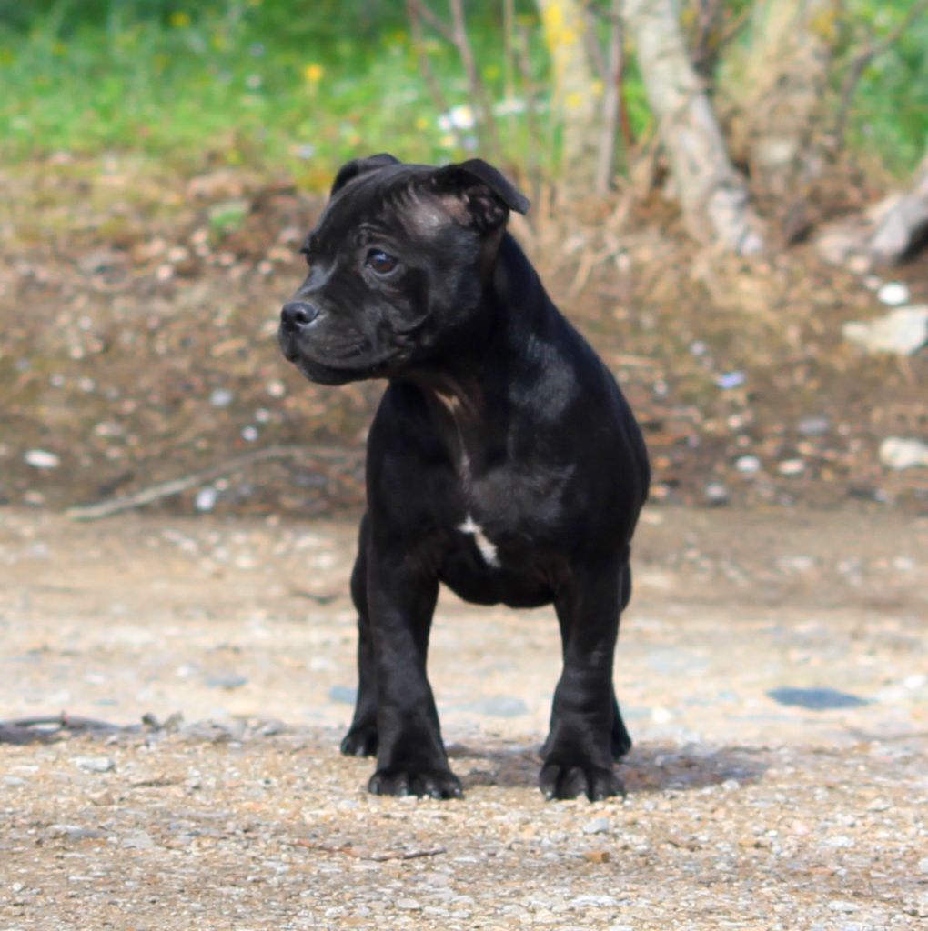 Terrier's Paradise Tania