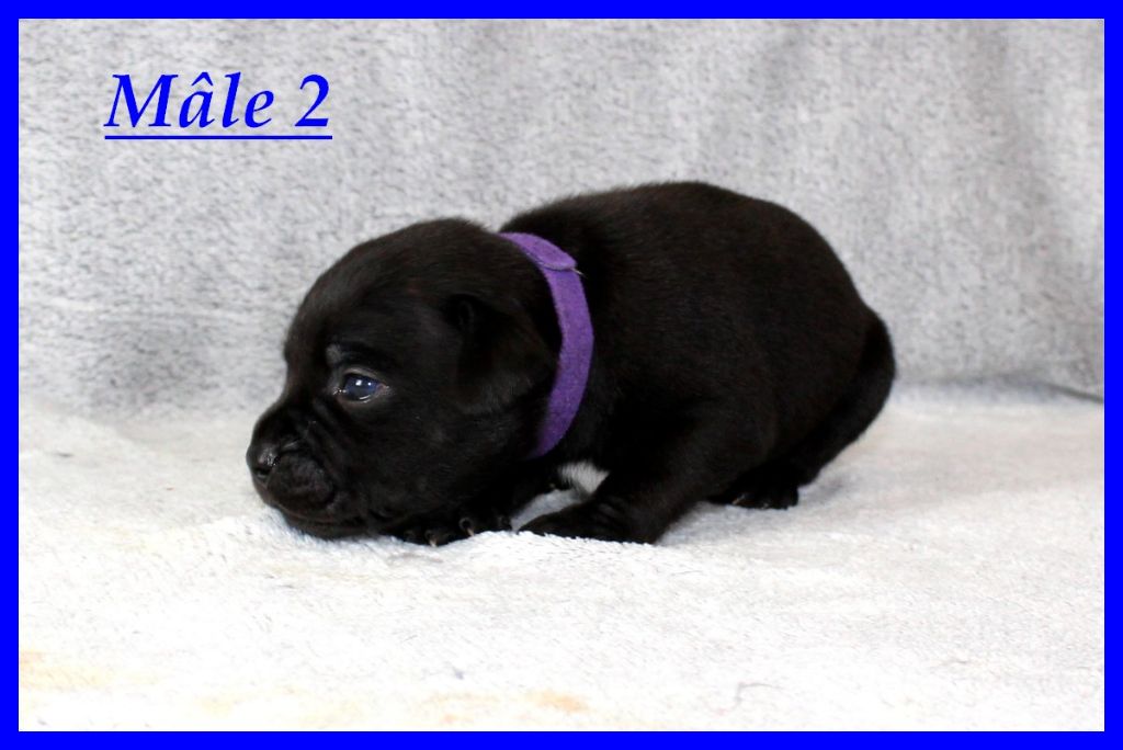 Terrier's Paradise - Chiot disponible  - Staffordshire Bull Terrier