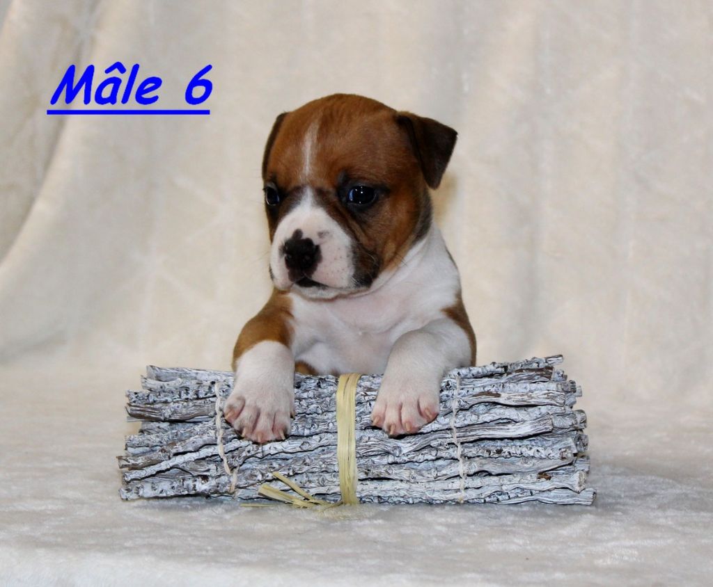 Terrier's Paradise - Chiot disponible  - American Staffordshire Terrier