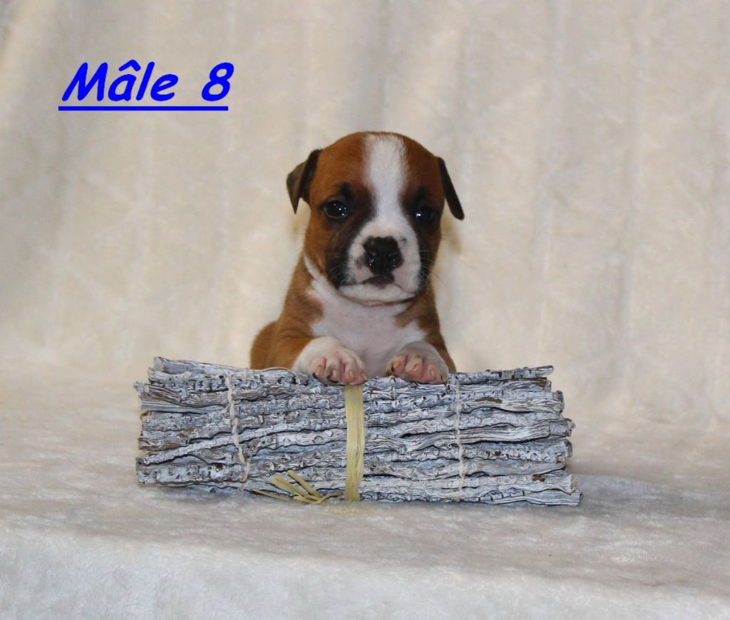 Terrier's Paradise - Chiot disponible  - American Staffordshire Terrier