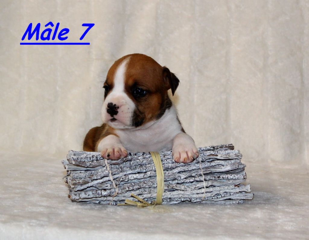 Terrier's Paradise - Chiot disponible  - American Staffordshire Terrier