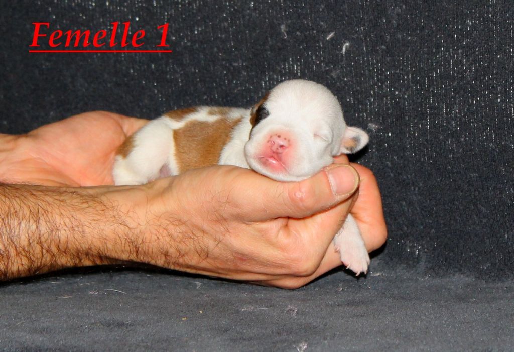 Terrier's Paradise - Chiot disponible  - American Staffordshire Terrier