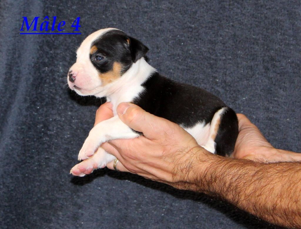 Terrier's Paradise - Chiot disponible  - American Staffordshire Terrier