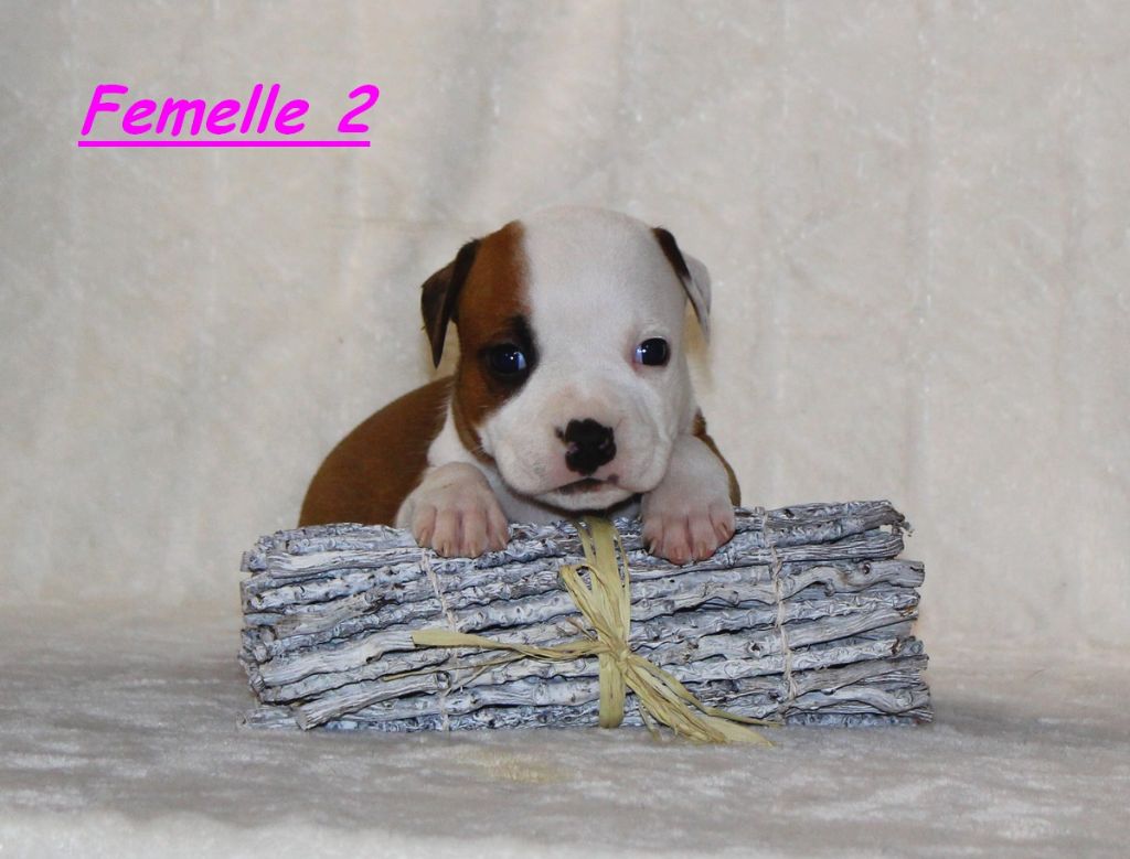 Terrier's Paradise - Chiot disponible  - American Staffordshire Terrier