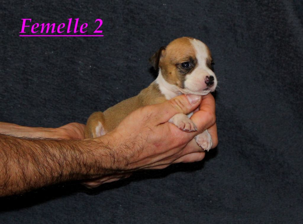 Terrier's Paradise - Chiot disponible  - American Staffordshire Terrier