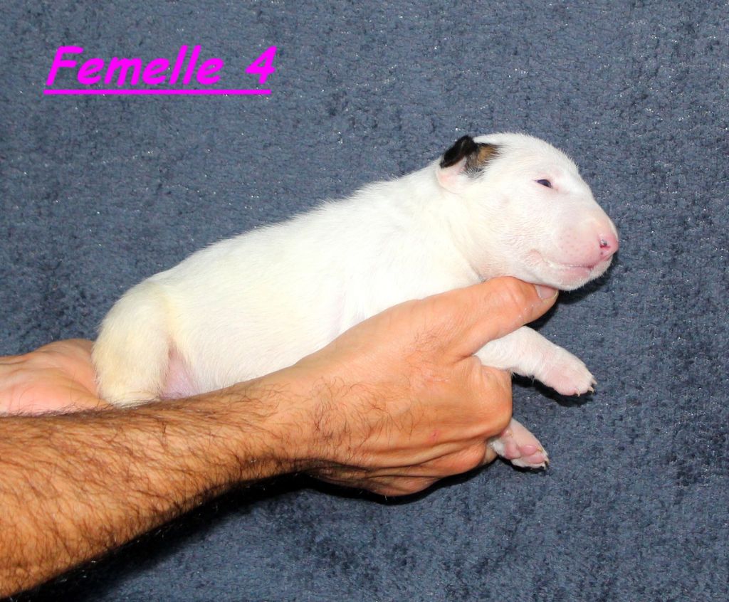 Terrier's Paradise - Chiot disponible  - Bull Terrier Miniature