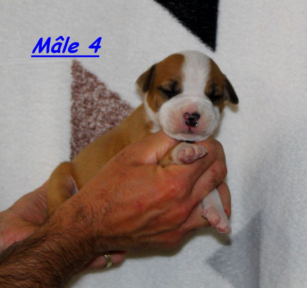 Terrier's Paradise - Chiot disponible  - American Staffordshire Terrier