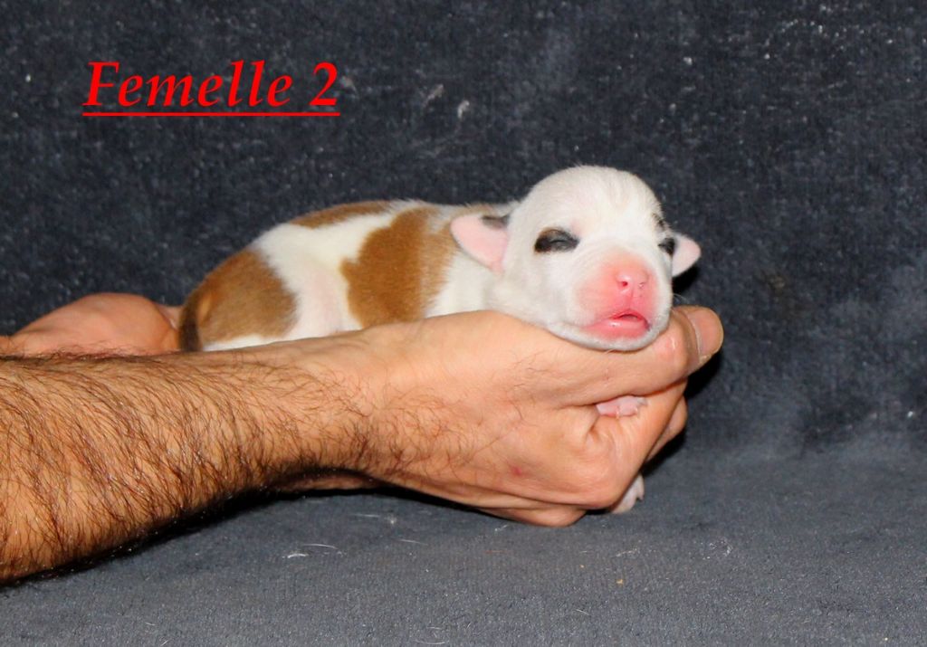 Terrier's Paradise - Chiot disponible  - American Staffordshire Terrier