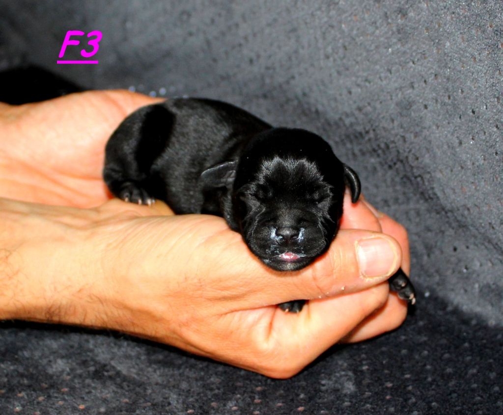 Terrier's Paradise - Chiot disponible  - Staffordshire Bull Terrier