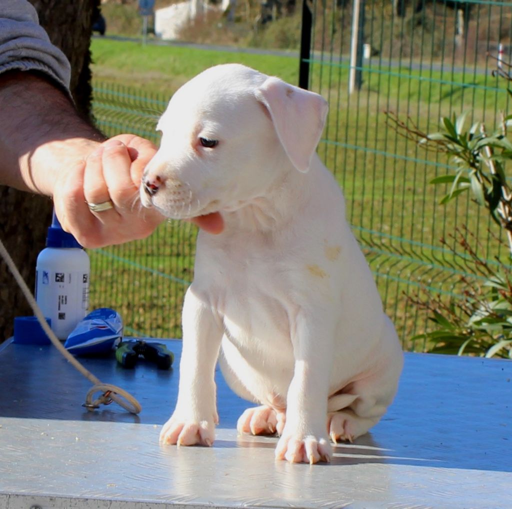 Terrier's Paradise - Chiot disponible  - American Staffordshire Terrier