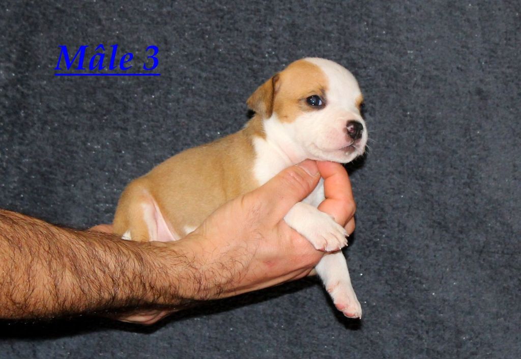 Terrier's Paradise - Chiot disponible  - American Staffordshire Terrier