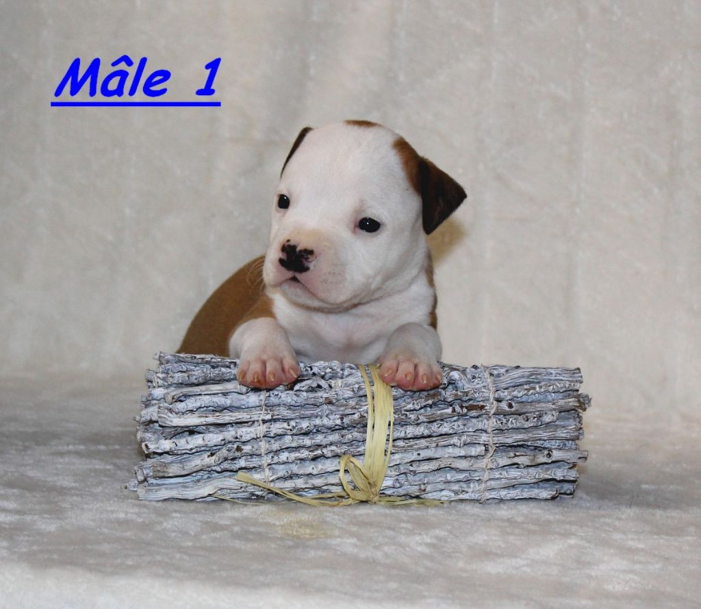 Terrier's Paradise - Chiot disponible  - American Staffordshire Terrier