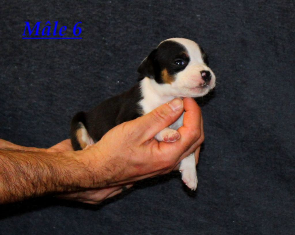 Terrier's Paradise - Chiot disponible  - American Staffordshire Terrier