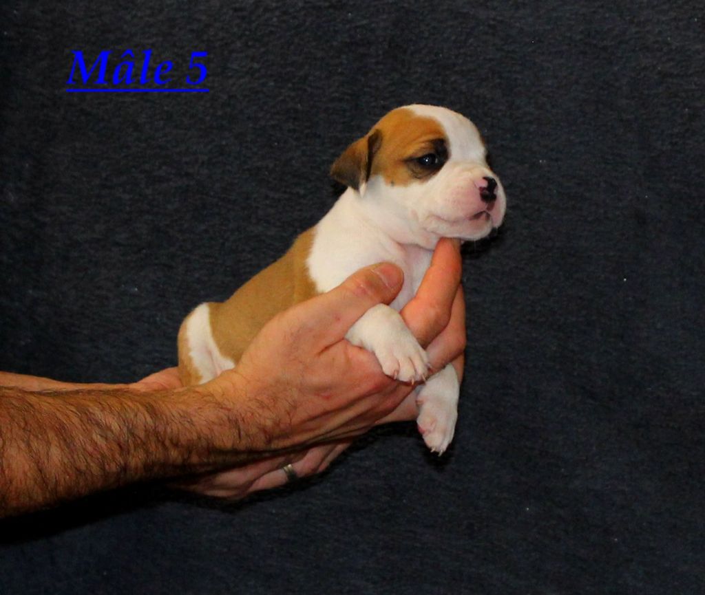 Terrier's Paradise - Chiot disponible  - American Staffordshire Terrier