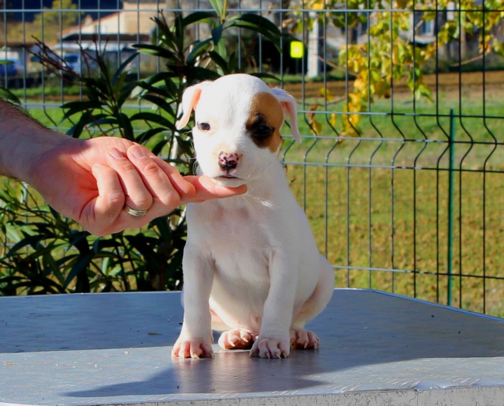 Terrier's Paradise - Chiot disponible  - American Staffordshire Terrier