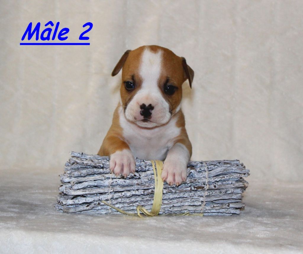 Terrier's Paradise - Chiot disponible  - American Staffordshire Terrier