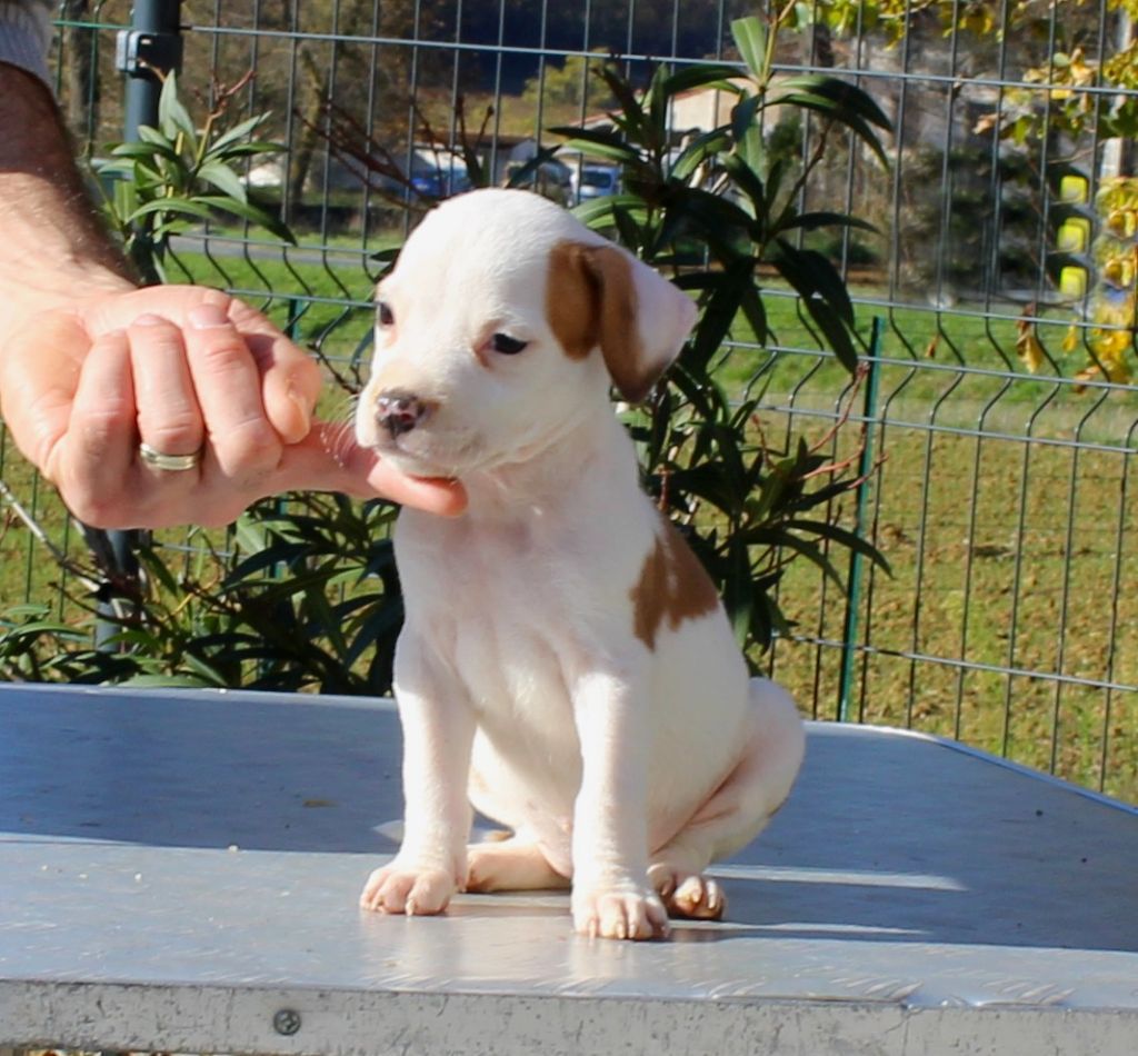 Terrier's Paradise - Chiot disponible  - American Staffordshire Terrier