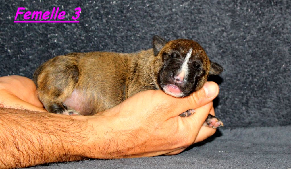 Terrier's Paradise - Chiot disponible  - Bull Terrier Miniature