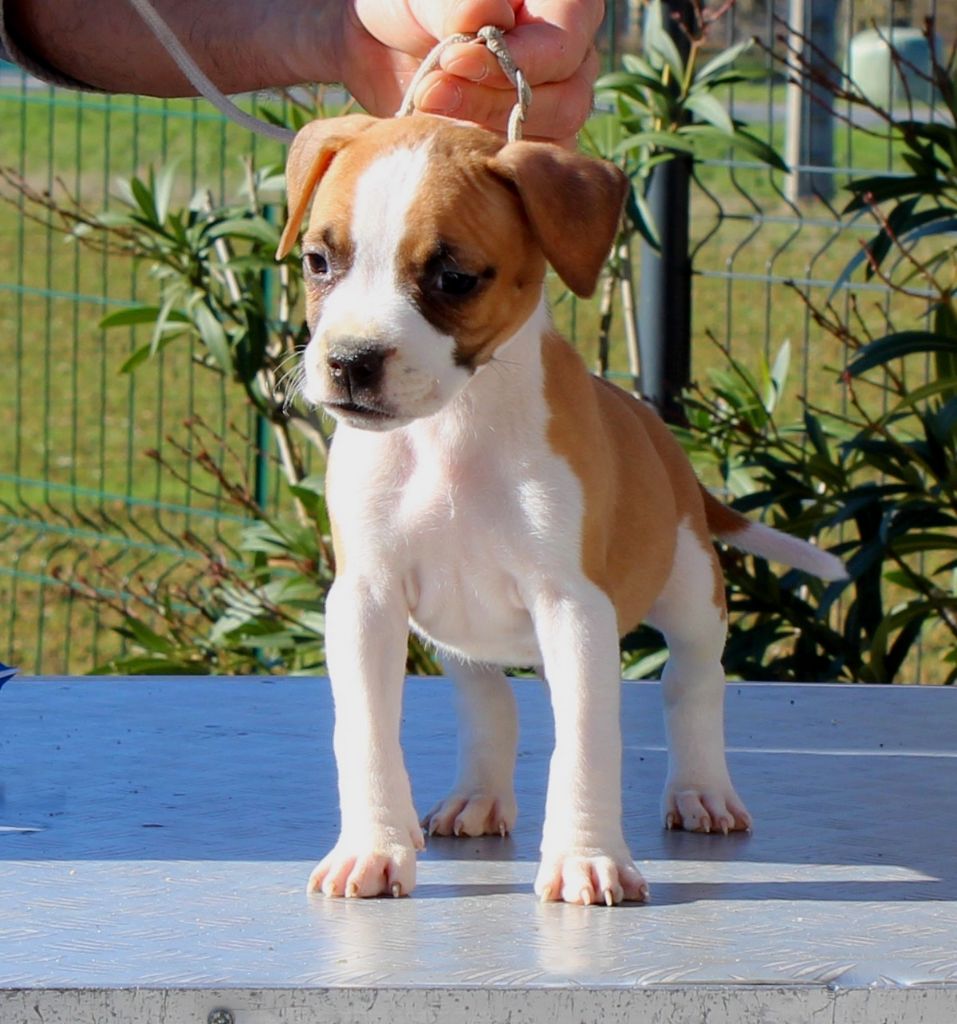 Terrier's Paradise - Chiot disponible  - American Staffordshire Terrier