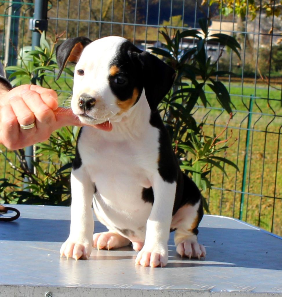 Terrier's Paradise - Chiot disponible  - American Staffordshire Terrier