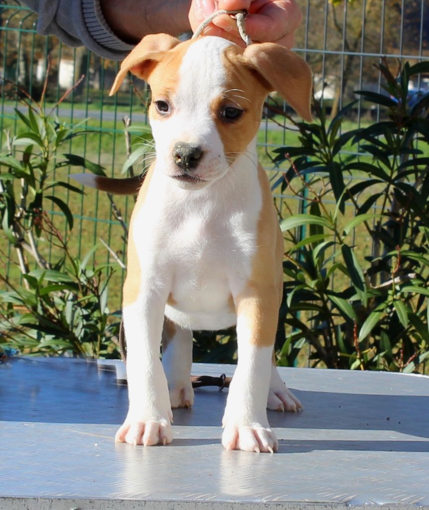 Terrier's Paradise - Chiot disponible  - American Staffordshire Terrier