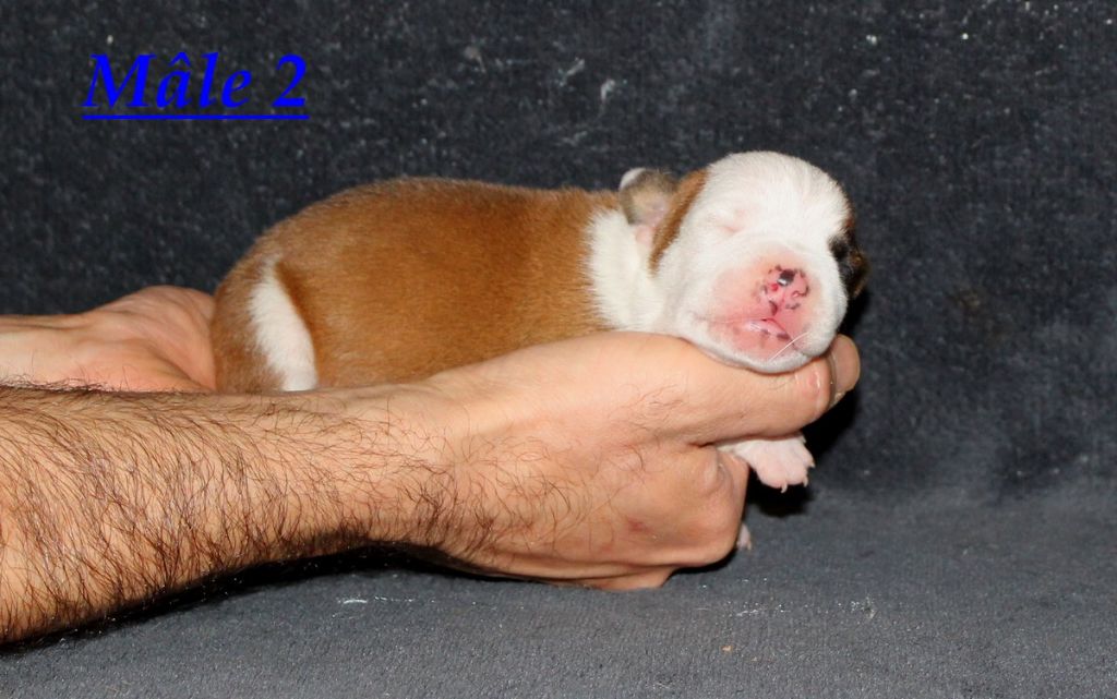 Terrier's Paradise - Chiot disponible  - American Staffordshire Terrier