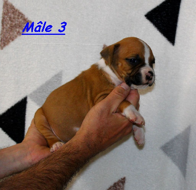 Terrier's Paradise - American Staffordshire Terrier - Portée née le 24/03/2024