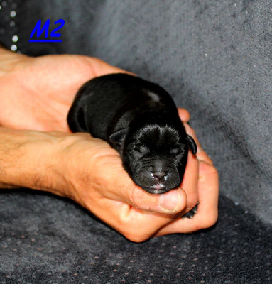 Terrier's Paradise - Staffordshire Bull Terrier - Portée née le 20/04/2024