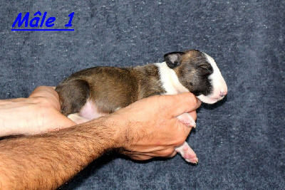 Terrier's Paradise - Bull Terrier Miniature - Portée née le 06/04/2024