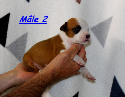 Terrier's Paradise - American Staffordshire Terrier - Portée née le 22/04/2024