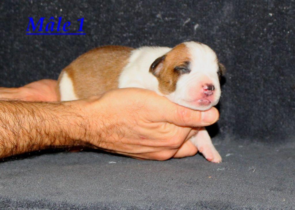 Terrier's Paradise - Chiot disponible  - American Staffordshire Terrier