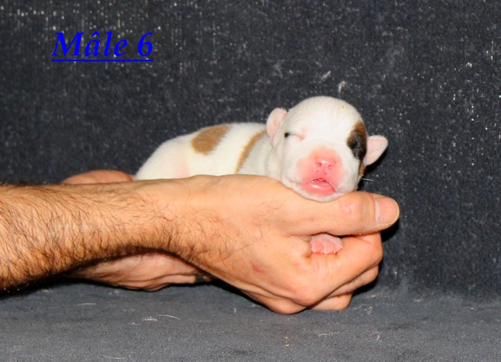 Terrier's Paradise - Chiot disponible  - American Staffordshire Terrier