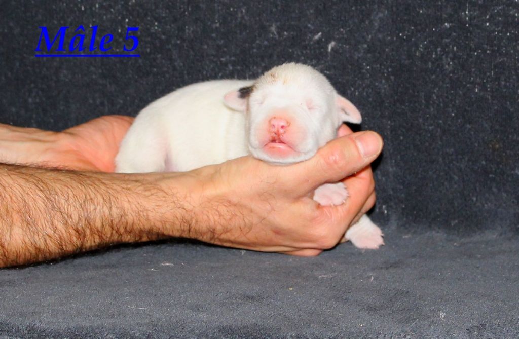 Terrier's Paradise - Chiot disponible  - American Staffordshire Terrier