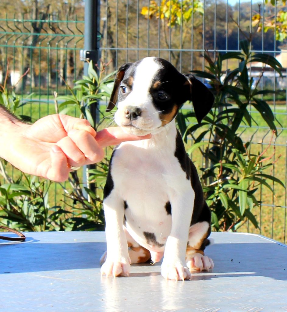 Terrier's Paradise - Chiot disponible  - American Staffordshire Terrier