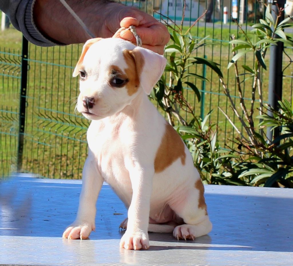 Terrier's Paradise - Chiot disponible  - American Staffordshire Terrier