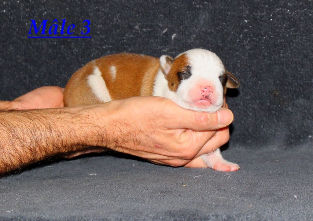 Terrier's Paradise - Chiot disponible  - American Staffordshire Terrier