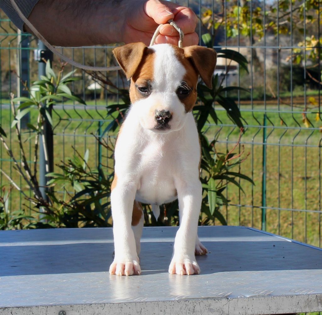 Terrier's Paradise - Chiot disponible  - American Staffordshire Terrier