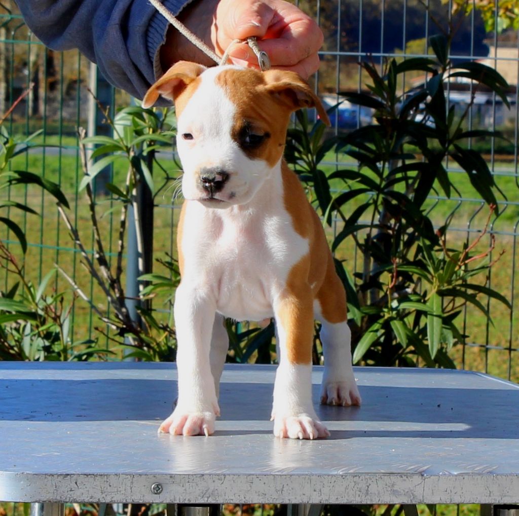 Terrier's Paradise - Chiot disponible  - American Staffordshire Terrier