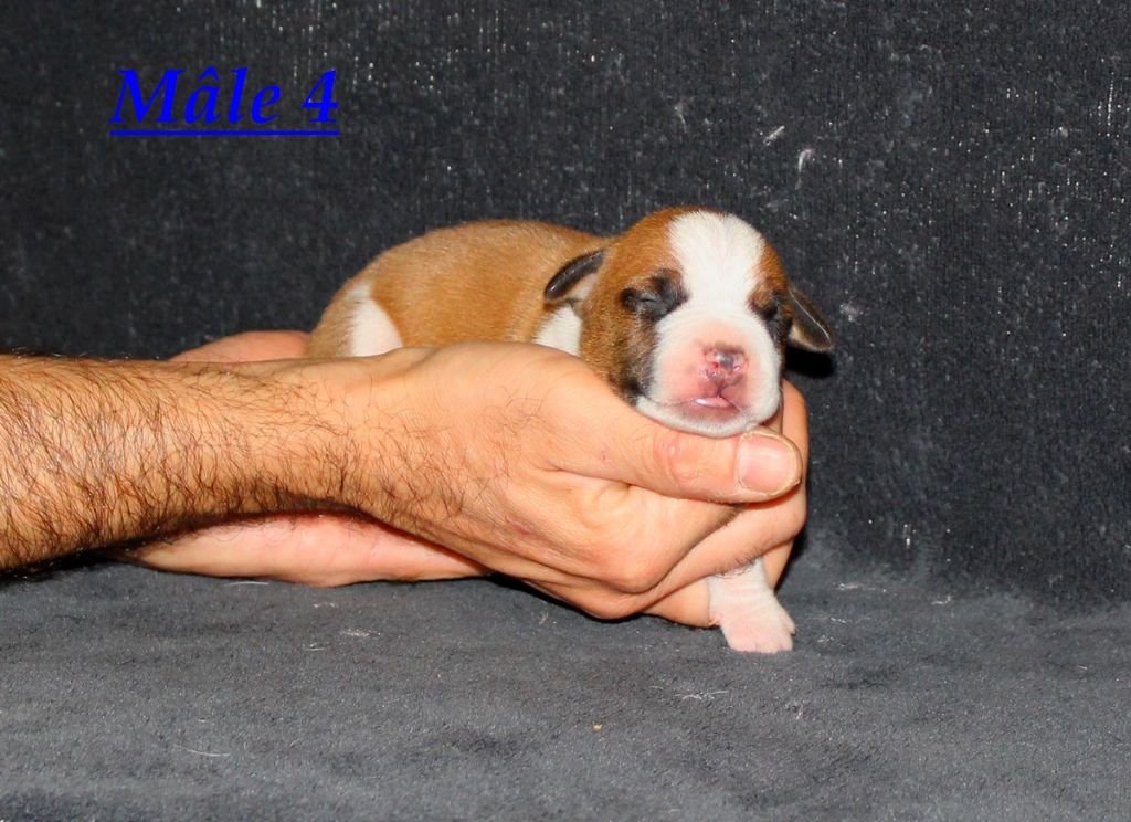 Terrier's Paradise - Chiot disponible  - American Staffordshire Terrier