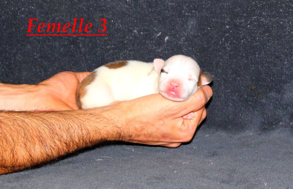 Terrier's Paradise - Chiot disponible  - American Staffordshire Terrier