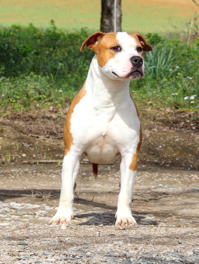 Terrier's Paradise Senorita