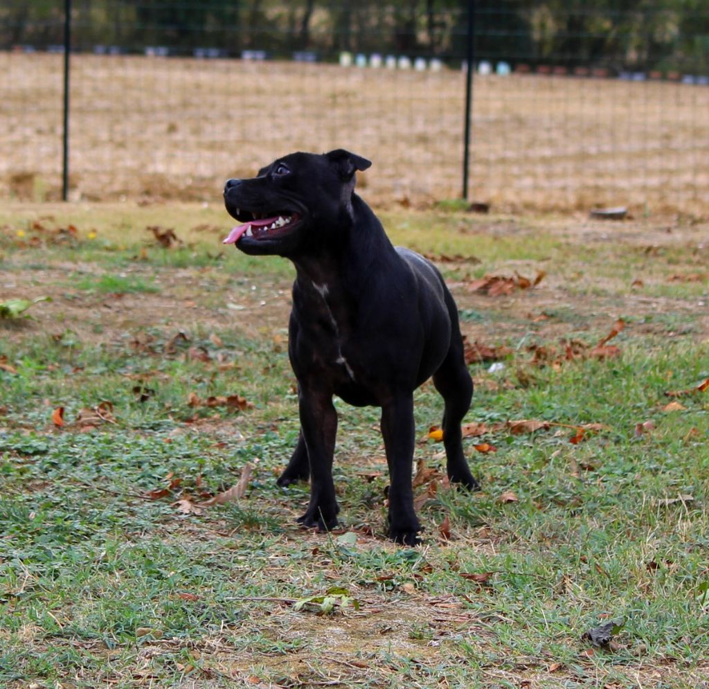 Terrier's Paradise Tania