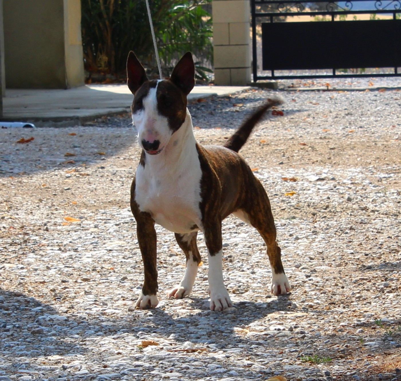 Terrier's Paradise Very nice girl