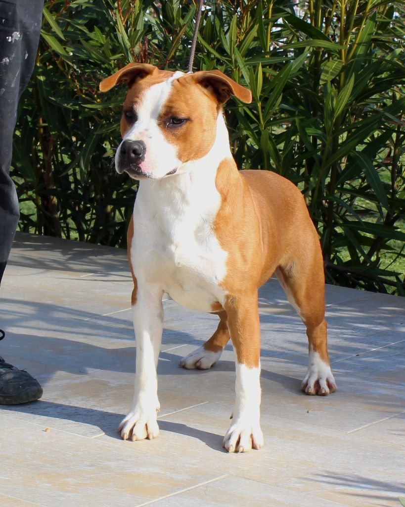 Terrier's Paradise Very bad boy