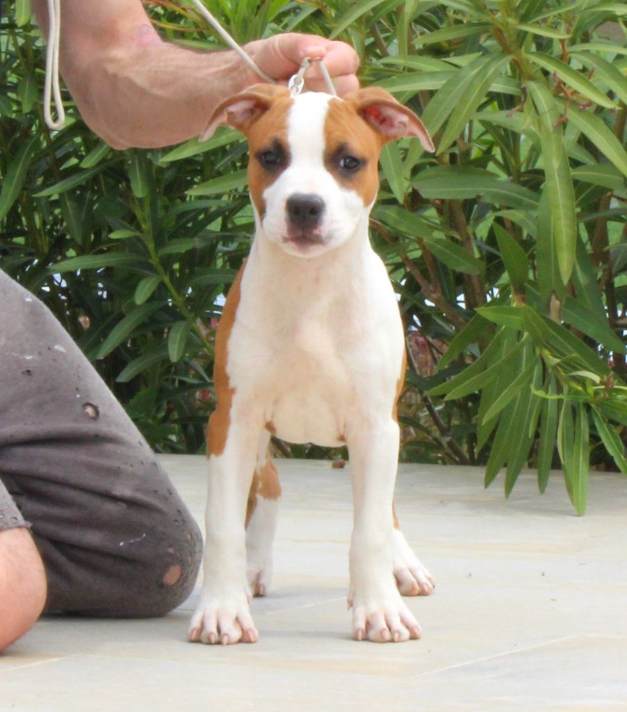 Terrier's Paradise A kind of love