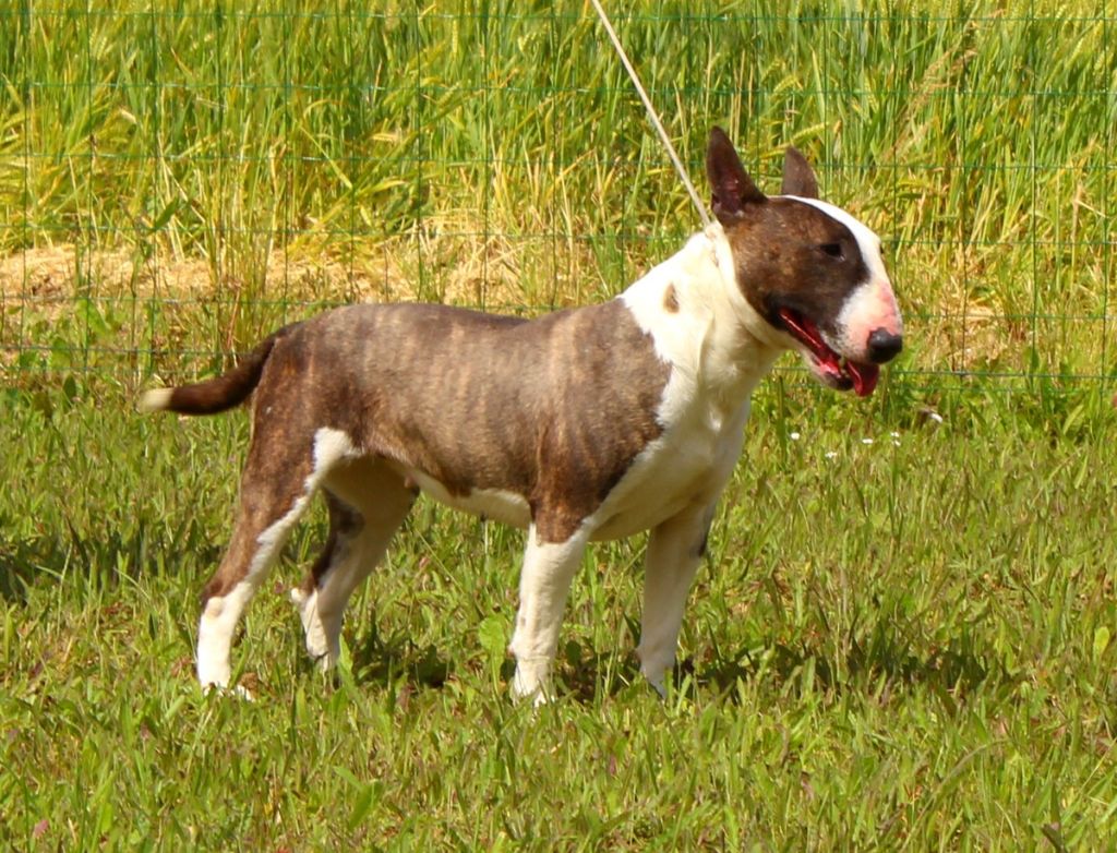 Terrier's Paradise U need me