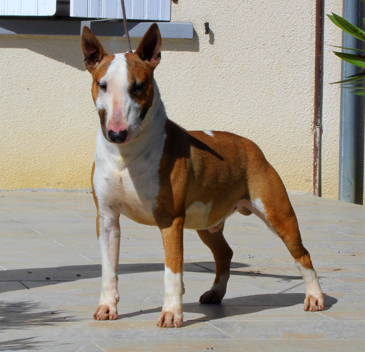 Kingston-Corbières Bt Vanguarded mini