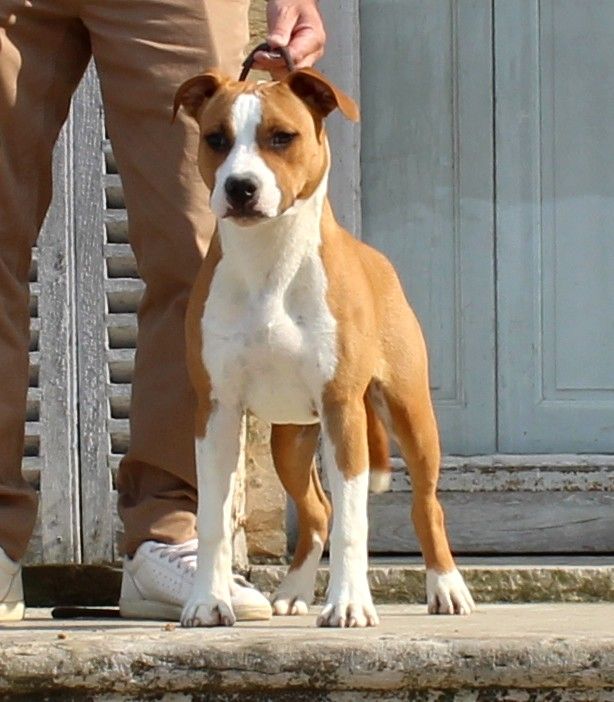 Terrier's Paradise Vin diesel