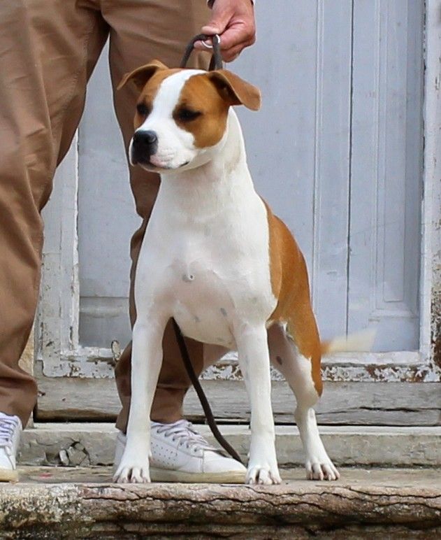 Terrier's Paradise Very limit